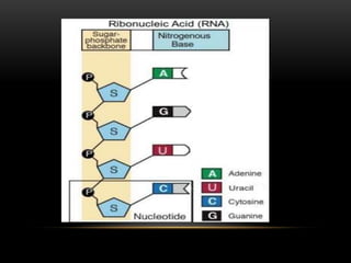 RNA.- a short view into sturcture and function of RNA | PPT