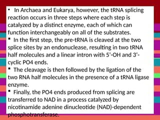 • In Archaea and Eukarya, however, the tRNA splicing
reaction occurs in three steps where each step is
catalyzed by a distinct enzyme, each of which can
function interchangeably on all of the substrates.
 In the first step, the pre-tRNA is cleaved at the two
splice sites by an endonuclease, resulting in two tRNA
half molecules and a linear intron with 5’-OH and 3’-
cyclic PO4 ends.
 The cleavage is then followed by the ligation of the
two RNA half molecules in the presence of a tRNA ligase
enzyme.
 Finally, the PO4 ends produced from splicing are
transferred to NAD in a process catalyzed by
nicotinamide adenine dinucleotide (NAD)-dependent
phosphotransferase.
 