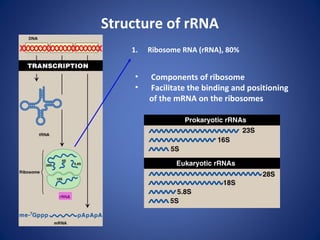 Structure of RNA. To teach Ist year medical students. | PPT