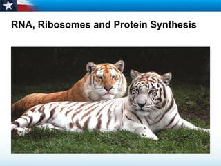 RNA, Ribosomes and Protein Synthesis 
 