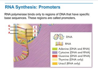 Rna protein-synthesis