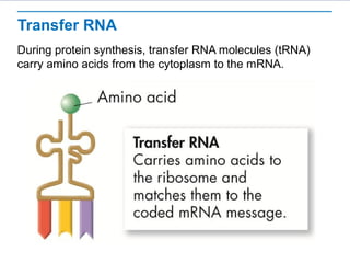 Rna protein-synthesis