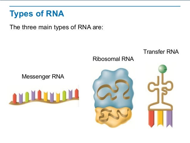 Rna Protein Synthesis Rna Protein Synthesis