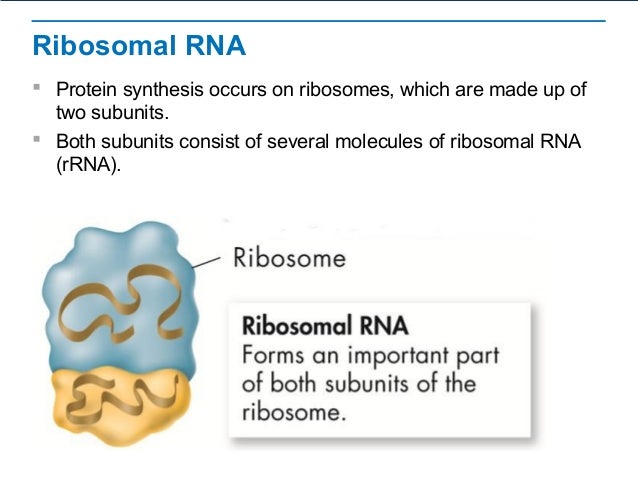 Rna Protein Synthesis Rna Protein Synthesis