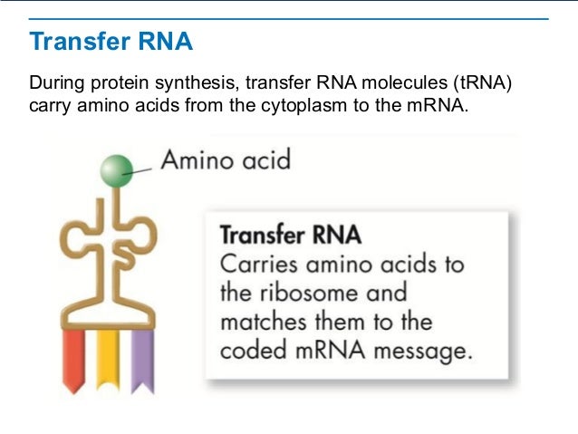 Rna protein synthesis Rna protein synthesis