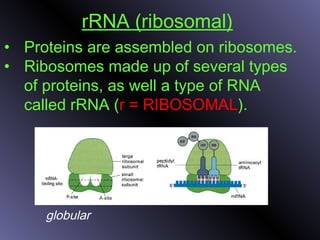 rRNA (ribosomal)
• Proteins are assembled on ribosomes.
• Ribosomes made up of several types
of proteins, as well a type of RNA
called rRNA (r = RIBOSOMAL).
globular
 