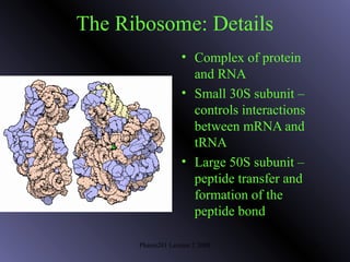 Pharm201 Lecture 2 2008 11
The Ribosome: Details
• Complex of protein
and RNA
• Small 30S subunit –
controls interactions
between mRNA and
tRNA
• Large 50S subunit –
peptide transfer and
formation of the
peptide bond
 