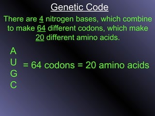 There are 4 nitrogen bases, which combine
to make 64 different codons, which make
20 different amino acids.
Genetic Code
A
U
G
C
= 64 codons = 20 amino acids
 