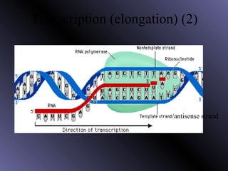 Transcription (elongation) (2)
/antisense strand
 
