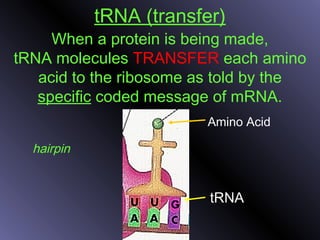 tRNA (transfer)
When a protein is being made,
tRNA molecules TRANSFER each amino
acid to the ribosome as told by the
specific coded message of mRNA.
tRNA
Amino Acid
hairpin
 