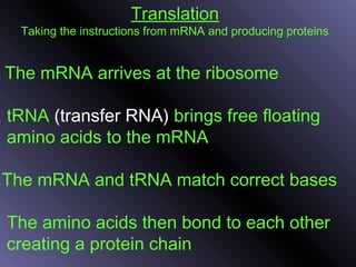 Translation
Taking the instructions from mRNA and producing proteins
. The mRNA arrives at the ribosome
. tRNA (transfer RNA) brings free floating
amino acids to the mRNA
.The mRNA and tRNA match correct bases
. The amino acids then bond to each other
creating a protein chain
 