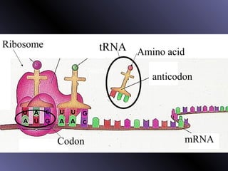 Nucleus
Ribosome
Nucleus
mRNACodon
anticodon
Amino acidtRNA
 