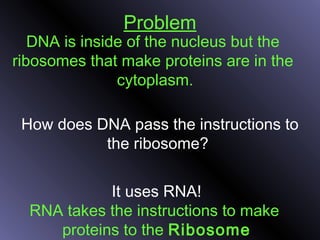 Problem
DNA is inside of the nucleus but the
ribosomes that make proteins are in the
cytoplasm.
It uses RNA!
RNA takes the instructions to make
proteins to the Ribosome
How does DNA pass the instructions to
the ribosome?
 
