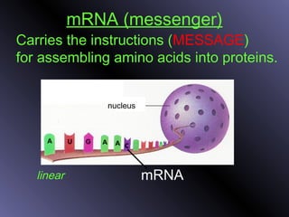 mRNA (messenger)
Carries the instructions (MESSAGE)
for assembling amino acids into proteins.
mRNA
nucleus
linear
 