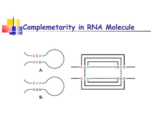 Complemetarity in RNA Molecule
 