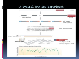 A typical RNA-Seq Experiment
 