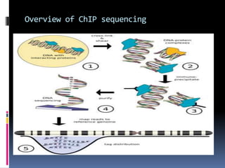 Overview of ChIP sequencing
 