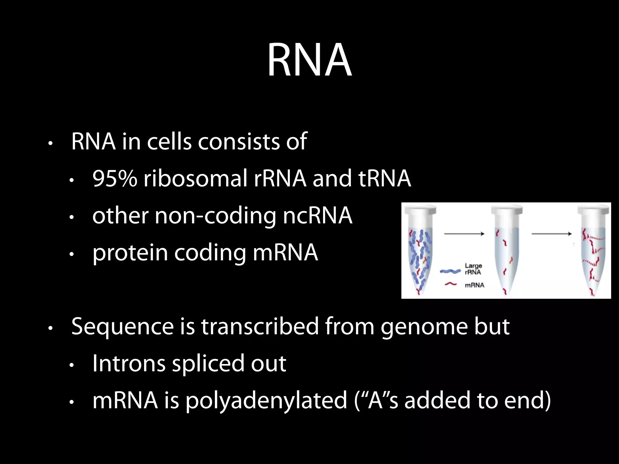 RNA
• RNA in cells consists of
• 95% ribosomal rRNA and tRNA
• other non-coding ncRNA
• protein coding mRNA
• Sequence is transcribed from genome but
• Introns spliced out
• mRNA is polyadenylated (“A”s added to end)
 