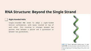 RNA-Structure-More-than-Just-a-Messenger.pptx