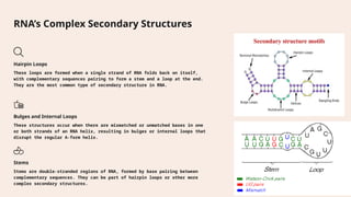 RNA-Structure-More-than-Just-a-Messenger.pptx
