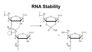 RNA Stability
● This is believed due to intramolecular attack of the
2'-hydroxyl function on the neighboring phosphate
diester, yielding a 2',3'-cyclic phosphate.
● If stability over the lifetime of an organism is an
essential characteristic of a gene, then nature's
selection of 2'-deoxyribose for DNA makes sense.
10
 