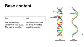 Base content
13
RNA DNA
The base content
varies from 100- 5000.
The size is variable.
Millions of base pairs
are there depending
upon the organism
 