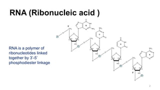 RNA (Ribonucleic acid )
RNA is a polymer of
ribonucleotides linked
together by 3’-5’
phosphodiester linkage
2
 