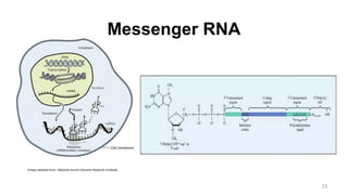 Messenger RNA
23
 
