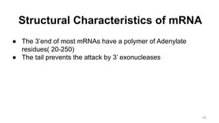 Structural Characteristics of mRNA
● The 3’end of most mRNAs have a polymer of Adenylate
residues( 20-250)
● The tail prevents the attack by 3’ exonucleases
24
 