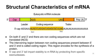 Structural Characteristics of mRNA
● On both 5’ and 3’ end there are non coding sequences which are not
translated (NCS)
● The intervening region between non coding sequences present between 5’
and 3’ end is called coding region. This region encodes for the synthesis of a
protein.
● 5’ cap and 3’ tail impart stability to m RNA by protecting from specific
exonucleases.
26
 