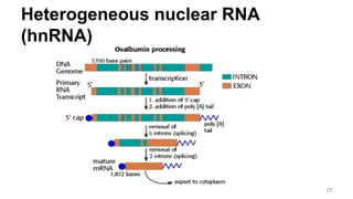 Heterogeneous nuclear RNA
(hnRNA)
29
 