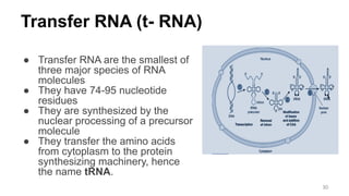 Transfer RNA (t- RNA)
● Transfer RNA are the smallest of
three major species of RNA
molecules
● They have 74-95 nucleotide
residues
● They are synthesized by the
nuclear processing of a precursor
molecule
● They transfer the amino acids
from cytoplasm to the protein
synthesizing machinery, hence
the name tRNA.
30
 