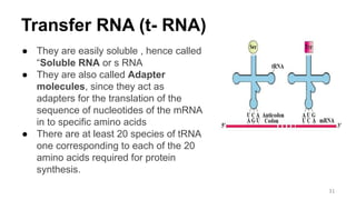 Transfer RNA (t- RNA)
● They are easily soluble , hence called
“Soluble RNA or s RNA
● They are also called Adapter
molecules, since they act as
adapters for the translation of the
sequence of nucleotides of the mRNA
in to specific amino acids
● There are at least 20 species of tRNA
one corresponding to each of the 20
amino acids required for protein
synthesis.
31
 
