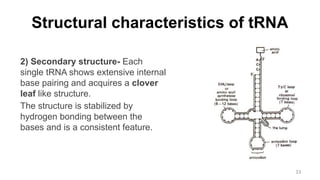 Structural characteristics of tRNA
2) Secondary structure- Each
single tRNA shows extensive internal
base pairing and acquires a clover
leaf like structure.
The structure is stabilized by
hydrogen bonding between the
bases and is a consistent feature.
33
 