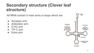 Secondary structure (Clover leaf
structure)
All tRNA contain 5 main arms or loops which are
:
● Acceptor arm
● Anticodon arm
● D HU arm
● TΨ C arm
● Extra arm
34
 