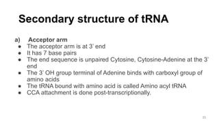 Secondary structure of tRNA
a) Acceptor arm
● The acceptor arm is at 3’ end
● It has 7 base pairs
● The end sequence is unpaired Cytosine, Cytosine-Adenine at the 3’
end
● The 3’ OH group terminal of Adenine binds with carboxyl group of
amino acids
● The tRNA bound with amino acid is called Amino acyl tRNA
● CCA attachment is done post-transcriptionally.
35
 