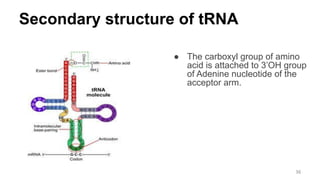 Secondary structure of tRNA
● The carboxyl group of amino
acid is attached to 3’OH group
of Adenine nucleotide of the
acceptor arm.
36
 