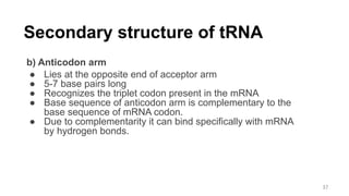 Secondary structure of tRNA
b) Anticodon arm
● Lies at the opposite end of acceptor arm
● 5-7 base pairs long
● Recognizes the triplet codon present in the mRNA
● Base sequence of anticodon arm is complementary to the
base sequence of mRNA codon.
● Due to complementarity it can bind specifically with mRNA
by hydrogen bonds.
37
 