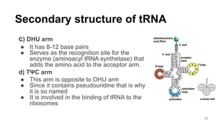 Secondary structure of tRNA
c) DHU arm
● It has 8-12 base pairs
● Serves as the recognition site for the
enzyme (aminoacyl tRNA synthetase) that
adds the amino acid to the acceptor arm.
d) TΨC arm
● This arm is opposite to DHU arm
● Since it contains pseudouridine that is why
it is so named
● It is involved in the binding of tRNA to the
ribosomes
38
 