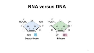 RNA versus DNA
4
 