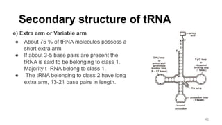 Secondary structure of tRNA
e) Extra arm or Variable arm
● About 75 % of tRNA molecules possess a
short extra arm
● If about 3-5 base pairs are present the
tRNA is said to be belonging to class 1.
Majority t -RNA belong to class 1.
● The tRNA belonging to class 2 have long
extra arm, 13-21 base pairs in length.
41
 