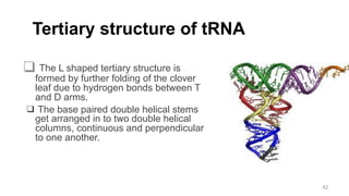 Tertiary structure of tRNA
❑ The L shaped tertiary structure is
formed by further folding of the clover
leaf due to hydrogen bonds between T
and D arms.
❑ The base paired double helical stems
get arranged in to two double helical
columns, continuous and perpendicular
to one another.
42
 