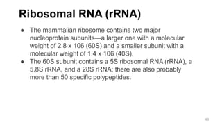 Ribosomal RNA (rRNA)
● The mammalian ribosome contains two major
nucleoprotein subunits—a larger one with a molecular
weight of 2.8 x 106 (60S) and a smaller subunit with a
molecular weight of 1.4 x 106 (40S).
● The 60S subunit contains a 5S ribosomal RNA (rRNA), a
5.8S rRNA, and a 28S rRNA; there are also probably
more than 50 specific polypeptides.
43
 