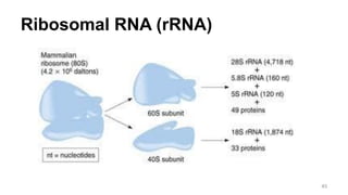 Ribosomal RNA (rRNA)
45
 