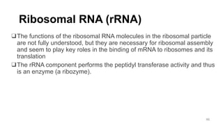 Ribosomal RNA (rRNA)
❑The functions of the ribosomal RNA molecules in the ribosomal particle
are not fully understood, but they are necessary for ribosomal assembly
and seem to play key roles in the binding of mRNA to ribosomes and its
translation
❑The rRNA component performs the peptidyl transferase activity and thus
is an enzyme (a ribozyme).
46
 