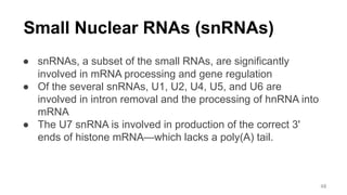 Small Nuclear RNAs (snRNAs)
● snRNAs, a subset of the small RNAs, are significantly
involved in mRNA processing and gene regulation
● Of the several snRNAs, U1, U2, U4, U5, and U6 are
involved in intron removal and the processing of hnRNA into
mRNA
● The U7 snRNA is involved in production of the correct 3'
ends of histone mRNA—which lacks a poly(A) tail.
48
 