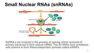 Small Nuclear RNAs (snRNAs)
SnRNA s are involved in the process of splicing (intron removal) of
primary transcript to form mature mRNA. The Sn RNAs form complexes
with proteins to form Ribonucleoprotein particles called snRNPs
49
 