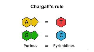 Chargaff’s rule
6
 