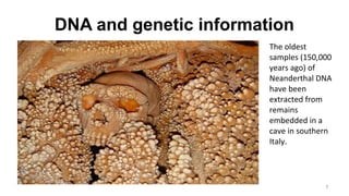 DNA and genetic information
7
The oldest
samples (150,000
years ago) of
Neanderthal DNA
have been
extracted from
remains
embedded in a
cave in southern
Italy.
 