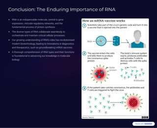 Conclusion: The Enduring Importance of RNA
RNA is an indispensable molecule, central to gene
expression, intricate regulatory networks, and the
fundamental process of protein synthesis.
The diverse types of RNA collaborate seamlessly to
orchestrate and maintain critical cellular processes.
Our growing understanding of RNA's roles has revolutionised
modern biotechnology, leading to innovations in diagnostics
and therapeutics, such as groundbreaking mRNA vaccines.
A thorough comprehension of RNA types and their functions
is foundational to advancing our knowledge in molecular
biology.
 